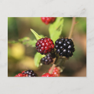 Red and black blackberry fruits. postcard