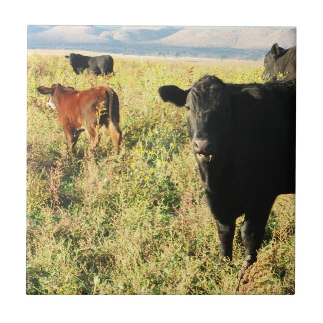 Red and  Black Cow Calf Herd - Young Calves Tile (Front)