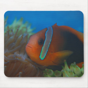 Red and Black Tropical Fish Mouse Mat