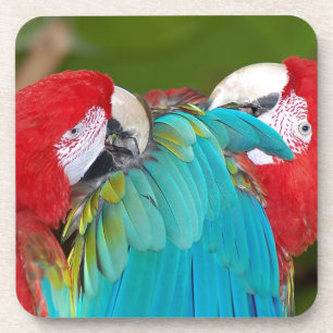 Red and blue macaw parrot print coaster