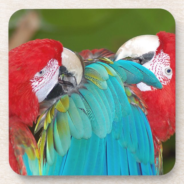 Red and blue macaw parrot print coaster (Front)