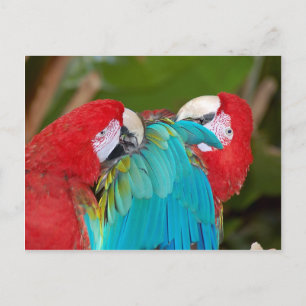 Red and blue macaw parrot print postcard