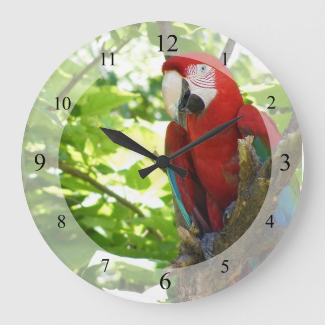 Red and Gold Macaw Clock (Front)