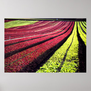 Red and green lettuce, San Luis Obispo County, Cal Poster