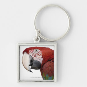 Red-and-green Macaw - Ara chloropterus Key Ring