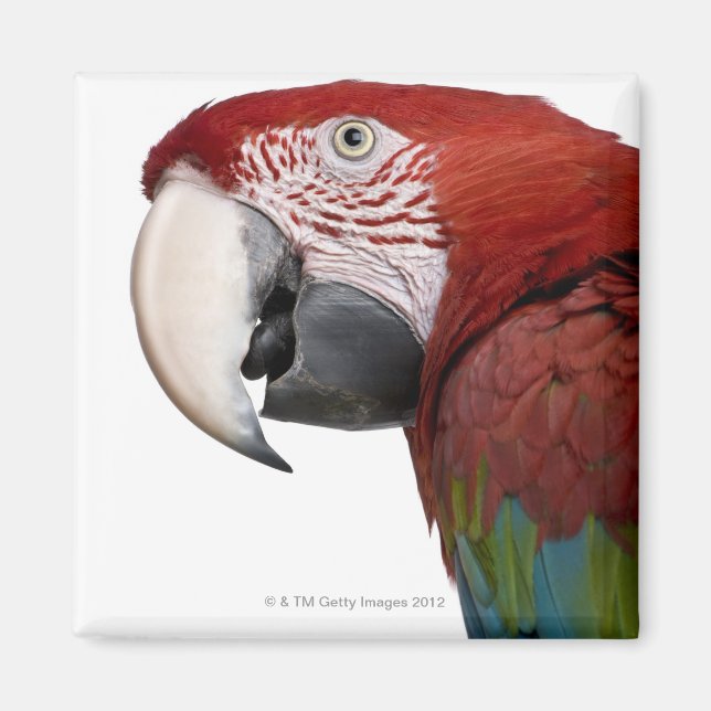 Red-and-green Macaw - Ara chloropterus Magnet (Front)