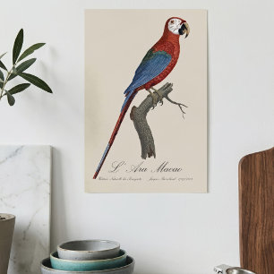 Red-and-green Macaw, Ara chloropterus Poster