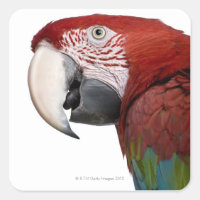 Red-and-green Macaw - Ara chloropterus