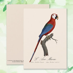 Red-and-green Macaw, Ara chloropterus Thank You Card