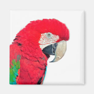 Red and Green Macaw Parrot Magnet