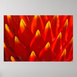 Red and green plant in close up photography poster