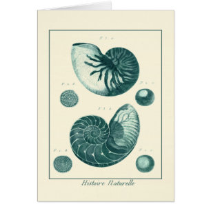 Red and Green Seashell Art