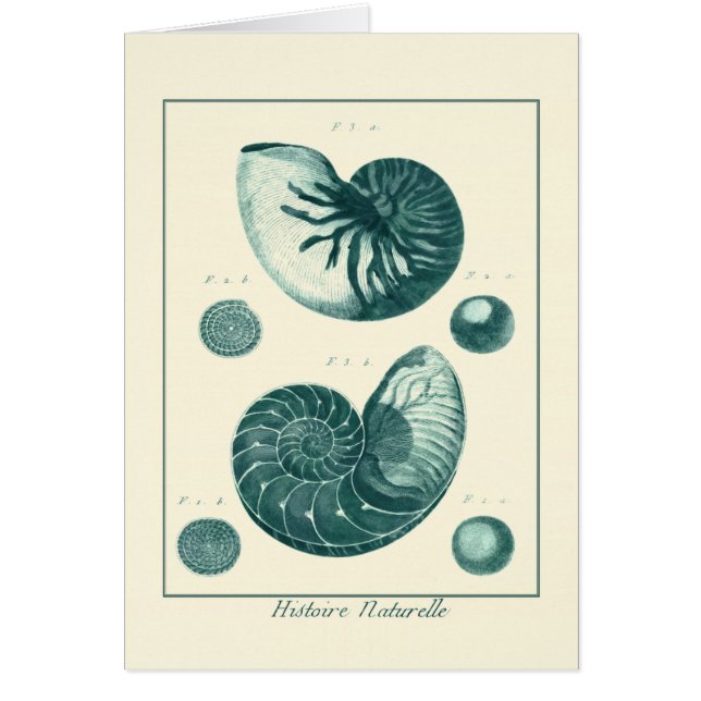 Red and Green Seashell Art (Front)