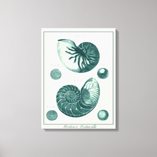 Red and Green Seashell Art Canvas Print (Front)