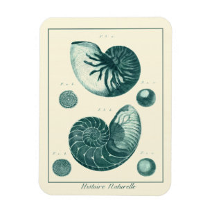 Red and Green Seashell Art Magnet