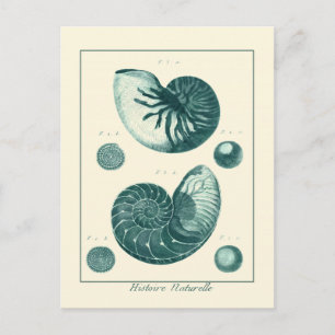 Red and Green Seashell Art Postcard