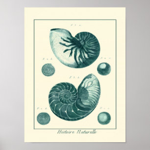 Red and Green Seashell Art Poster
