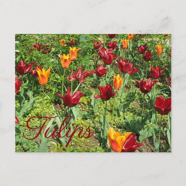 Red and Orange Flowers Tulips Floral Photography Postcard (Front)