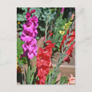Red And Pink Gladiolus Stalks flowers Postcard