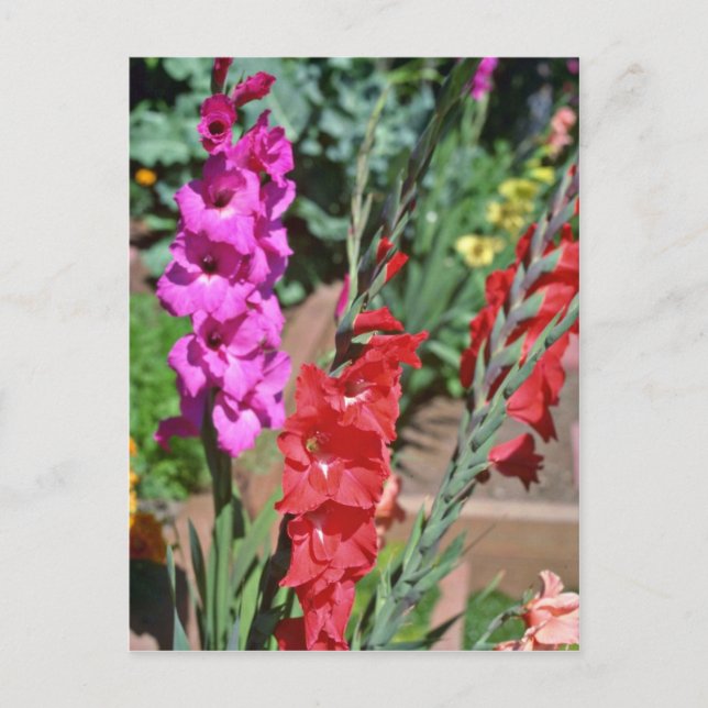Red And Pink Gladiolus Stalks flowers Postcard (Front)