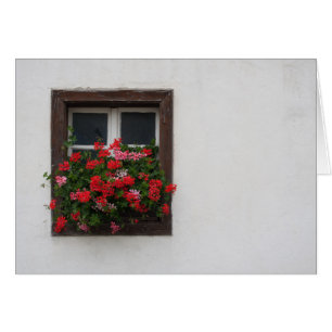 Red And Pink Pelargonium