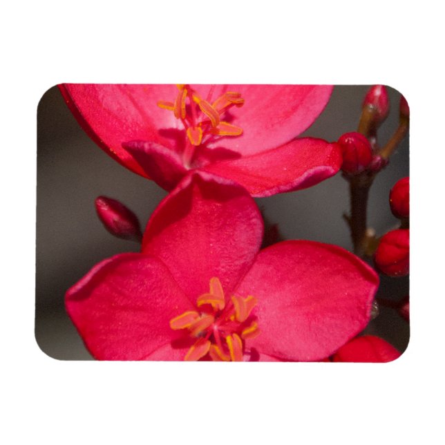 Red and Pink Tropical Fiji Flowers Magnet (Horizontal)