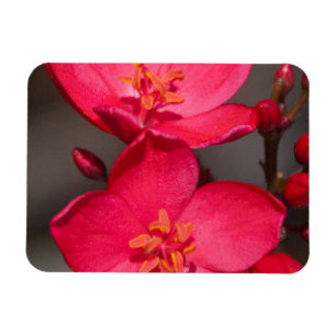 Red and Pink Tropical Fiji Flowers Magnet
