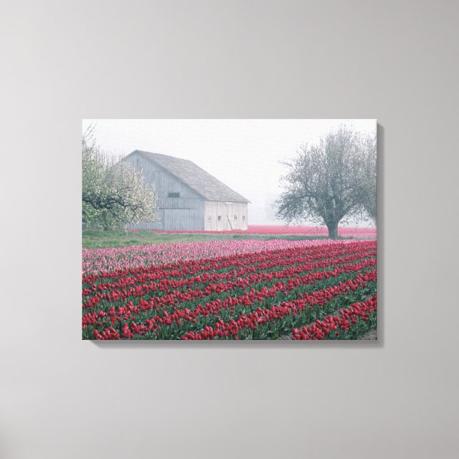 Red and pink tulips greet the day on a misty canvas print (Front)