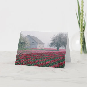 Red and pink tulips greet the day on a misty card