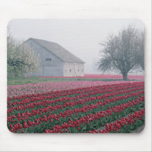 Red and pink tulips greet the day on a misty mouse mat