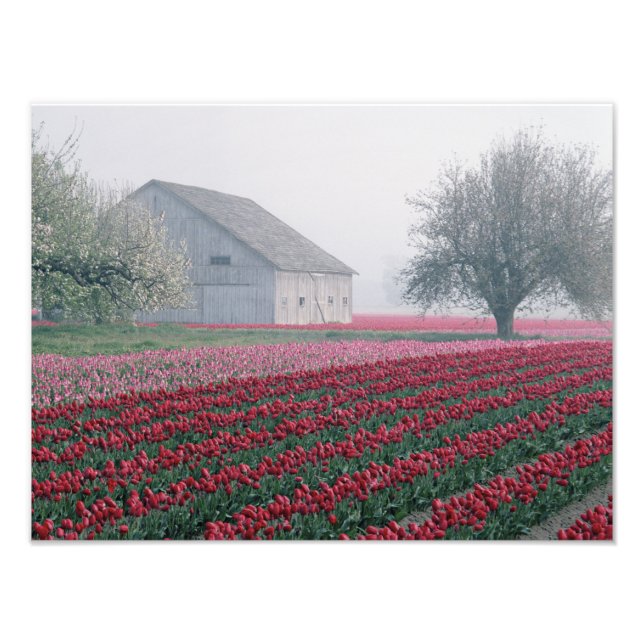 Red and pink tulips greet the day on a misty photo print (Front)