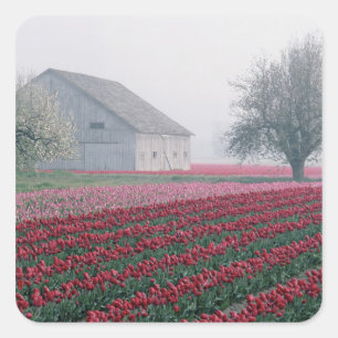 Red and pink tulips greet the day on a misty square sticker
