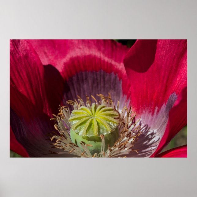 Red and Purple Poppy Poster (Front)