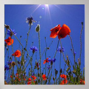 red and purple roses embracing a blue sky and sun poster