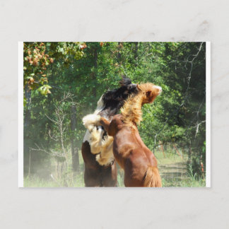 Red and Tango at Play Postcard