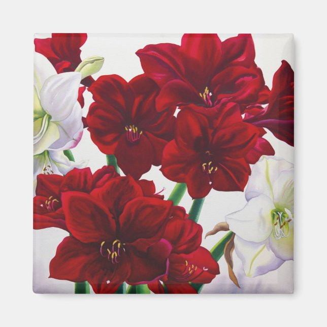 Red and White Amaryllis 2008 Magnet (Front)