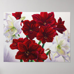 Red and White Amaryllis 2008 Poster