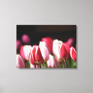 Red and White and Pink Tulips Canvas Print
