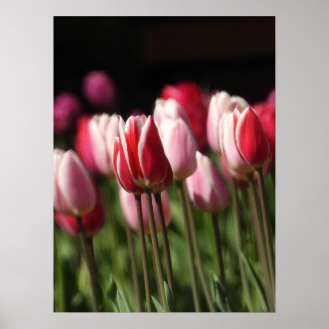 Red and White and Pink Tulips  Poster (Front)