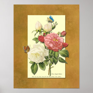 Red and White Botanical Roses Faux Grunge Poster