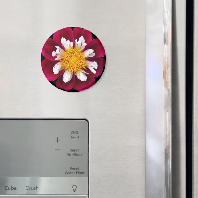 Red and White Collarette Dahlia Floral Magnet (In Situ (Fridge))