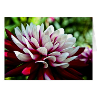 Red and White Dahlia flower