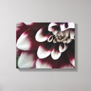 Red and White Dahlia Flower Canvas Print