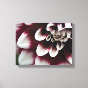 Red and White Dahlia Flower Canvas Print