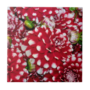Red and white dahlias tile