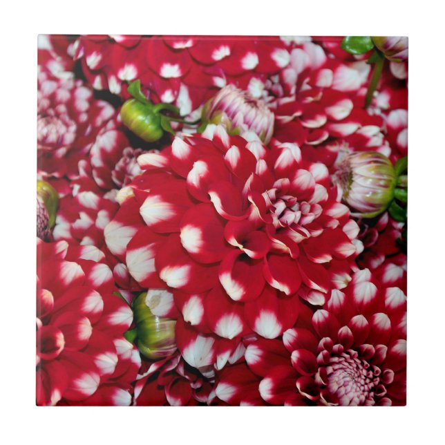 Red and white dahlias tile (Front)