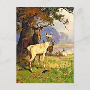 Red And White Deer Near A Forest Pond Postcard