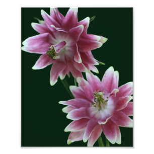 Red And White Flower Pair 8x10 Photo Print