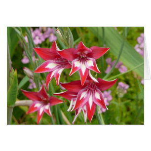 Red and White Gladiolas Summer Botanical