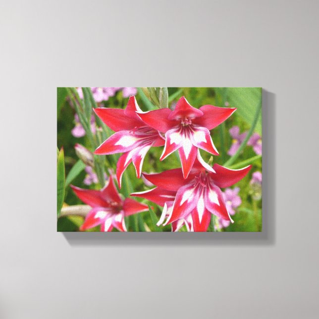 Red and White Gladiolas Summer Botanical Canvas Print (Front)
